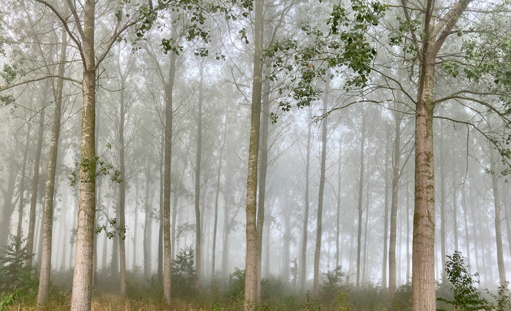 Sortir du brouillard