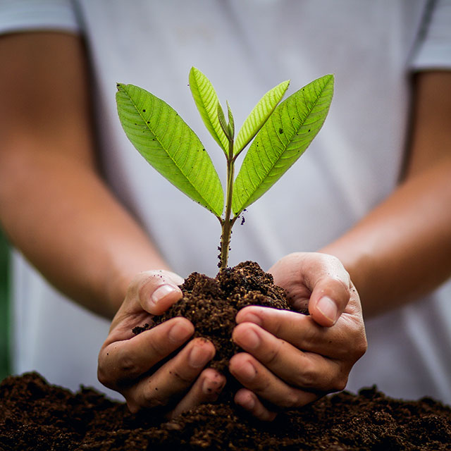 Une pousse de plante se trouve au creux des mains d'une jeune femme.