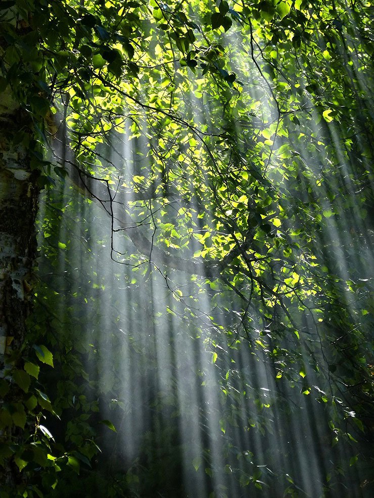 Des rayons de lumières traversent les arbres.