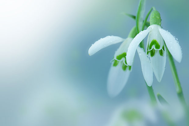 La fête celtique d’Imbolc et sa signification : comment se préparer à planter de nouvelles graines