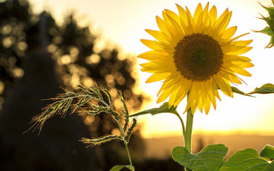 L’influence des plantes sur nos cycles de vie