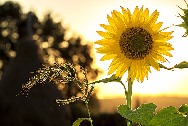 Champ de tournesol.