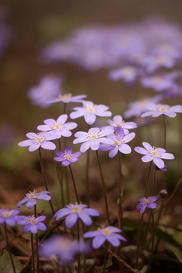 Anémone hépatique, fleurs violettes.