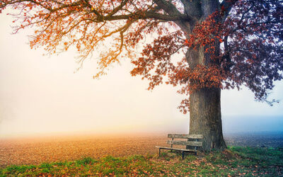 Arbres tutélaires : et si vous demandiez à votre arbre de naissance un soutien ?