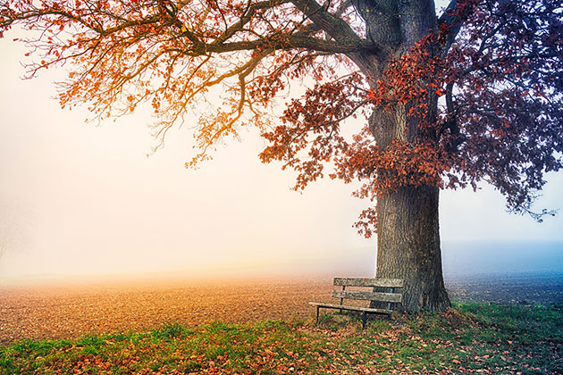 Arbres tutélaires : et si vous demandiez à votre arbre de naissance un soutien ?