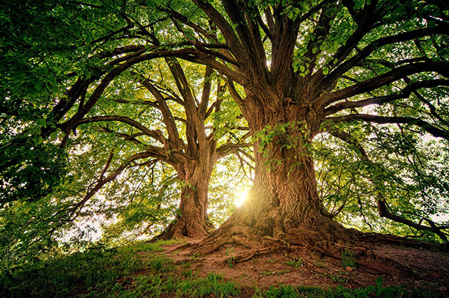 Arbre tutélaire et protecteur en plein forêt.