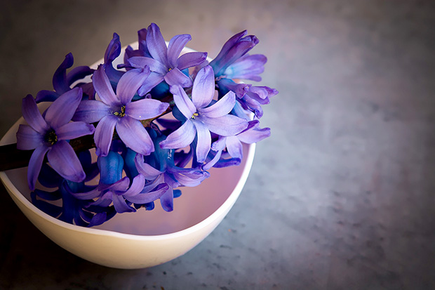 Fleurs de jacinthes violettes dans un bol.