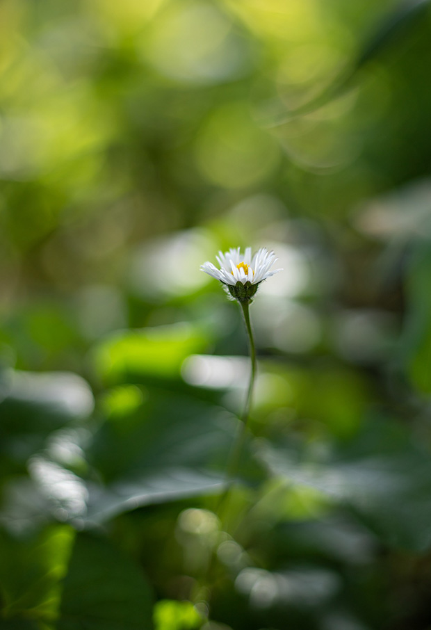 Douce pâquerette dans un champs. Plante du printemps et d'Ostara.