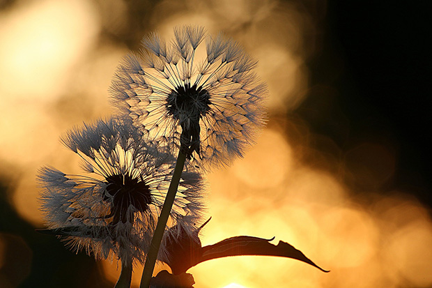 Pissenlit dans un coucher de soleil. Plante du printemps et d'Ostara.