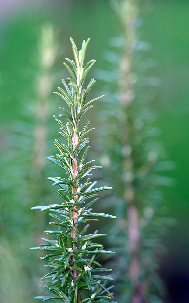 Romarin se dressant fièrement. Plante du printemps et d'Ostara.