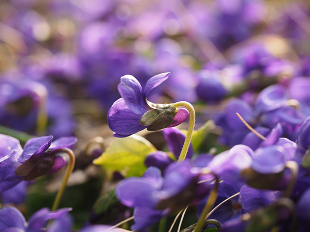 Petit groupe de violettes flânant au soleil. Plante du printemps et d'Ostara.