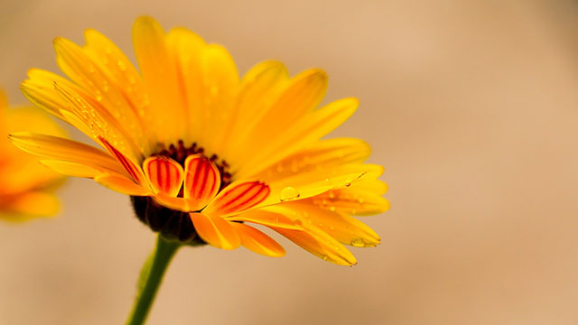 Calendula, plantes de Litha