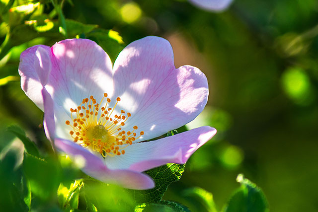 Rosa Canina, plantes de Litha