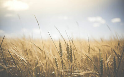 La fête de Lughnasadh : dernière étape avant la saison sombre