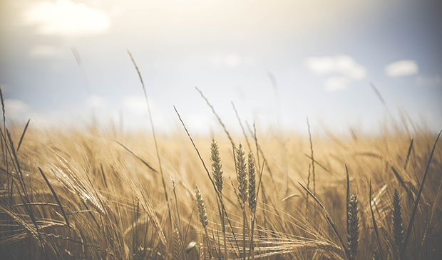 La fête de Lughnasadh : dernière étape avant la saison sombre