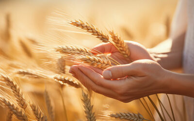 Lughnasadh ou comment célébrer la première moisson