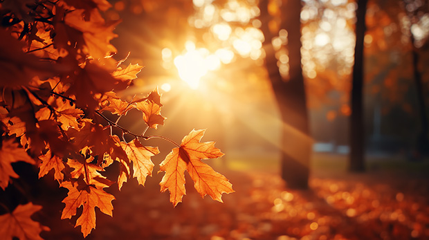 Mabon : Un temps d’équilibre et de récolte